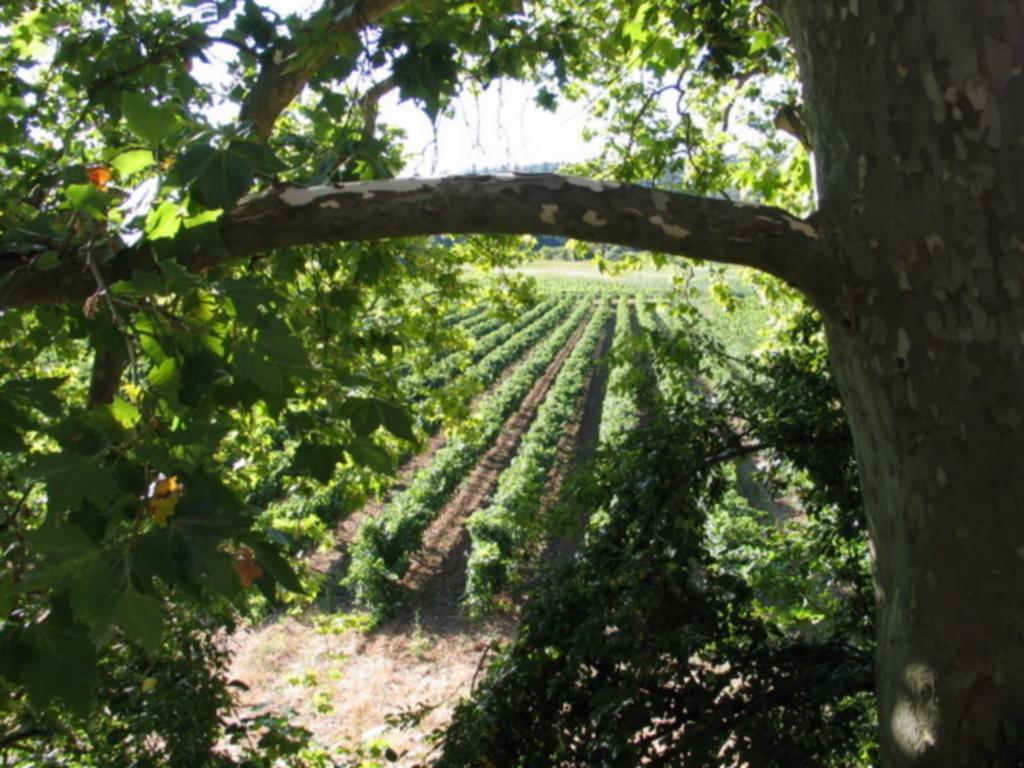 Domaine Saint Dominique Hotel Seillons-Source-d'Argens ภายนอก รูปภาพ